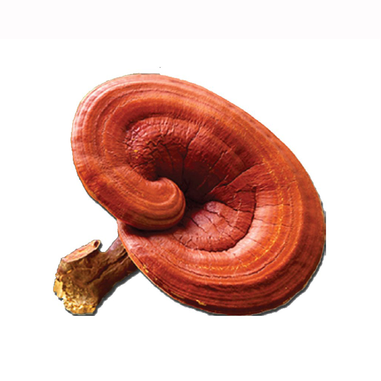 Certified Ganoderma Lucidum Extract